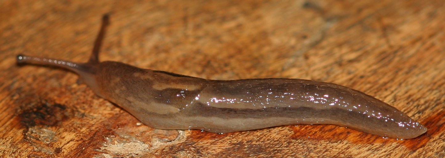 Limacidae dal Lago Brasimone